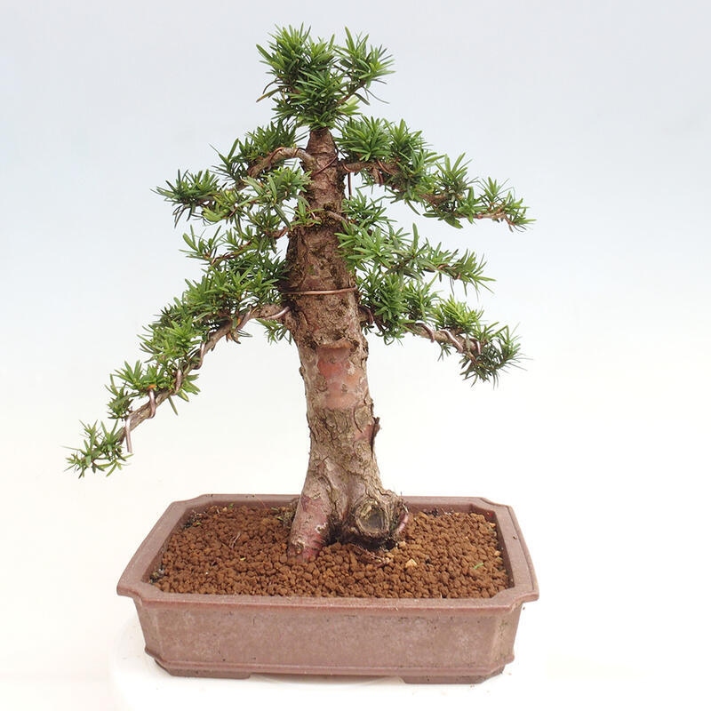 Vonkajší bonsai - Taxus cuspidata - Tis japonský