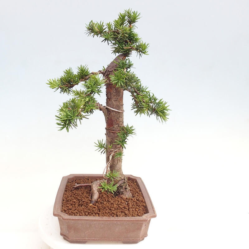 Vonkajší bonsai - Taxus cuspidata - Tis japonský