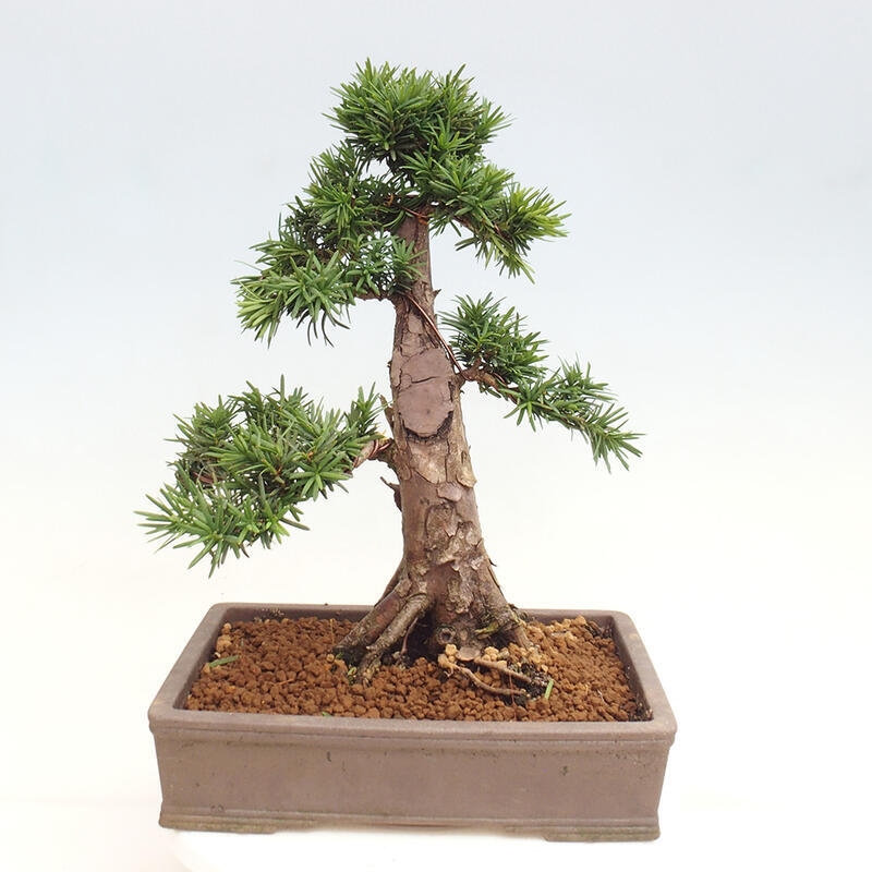 Vonkajší bonsai - Taxus cuspidata - Tis japonský