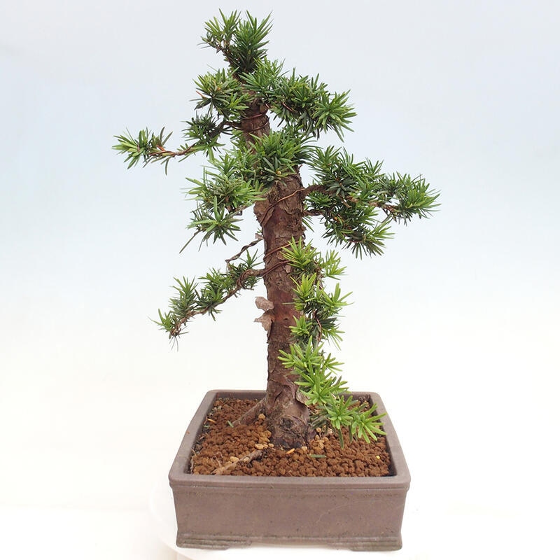 Vonkajší bonsai - Taxus cuspidata - Tis japonský