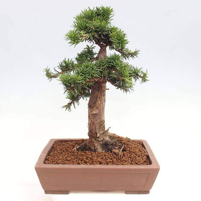 Vonkajší bonsai - Taxus cuspidata - Tis japonský