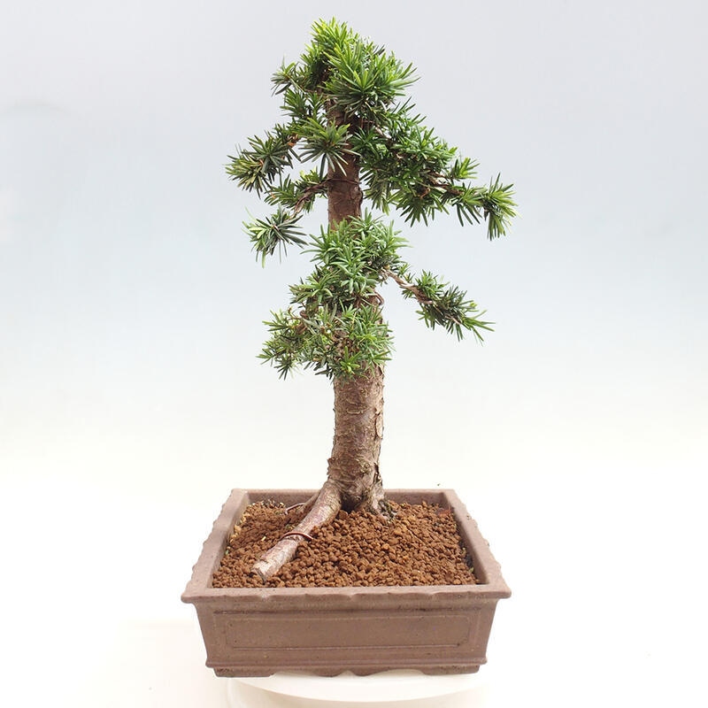 Vonkajší bonsai - Taxus cuspidata - Tis japonský