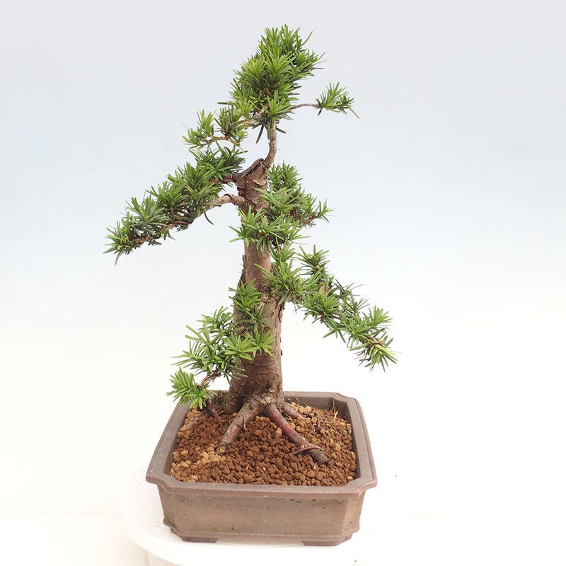 Vonkajší bonsai - Taxus cuspidata - Tis japonský