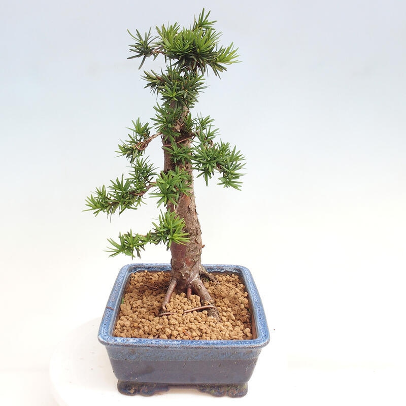 Vonkajší bonsai - Taxus cuspidata - Tis japonský