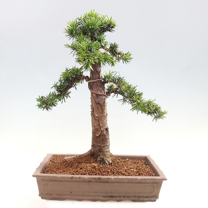 Vonkajší bonsai - Taxus cuspidata - Tis japonský