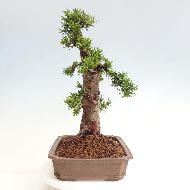 Vonkajší bonsai - Taxus cuspidata - Tis japonský