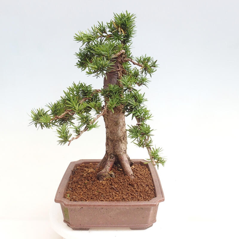 Vonkajší bonsai - Taxus cuspidata - Tis japonský