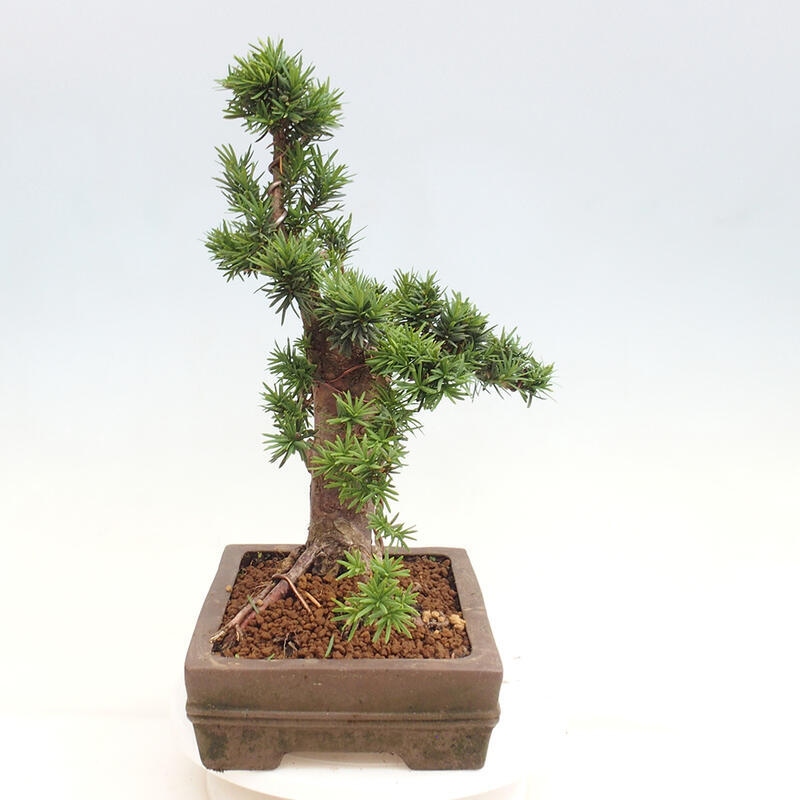 Vonkajší bonsai - Taxus cuspidata - Tis japonský