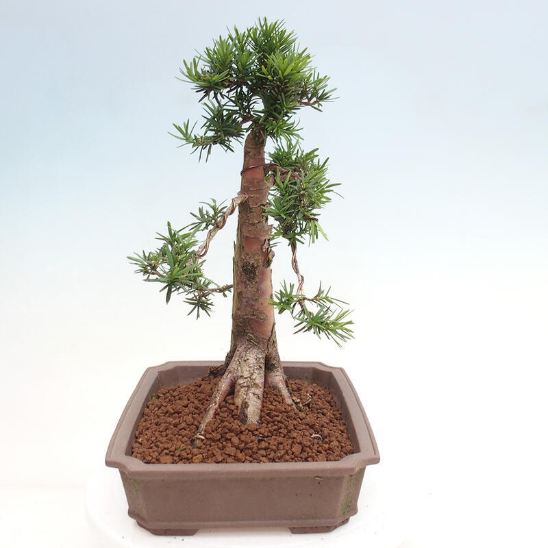 Vonkajší bonsai - Taxus cuspidata - Tis japonský