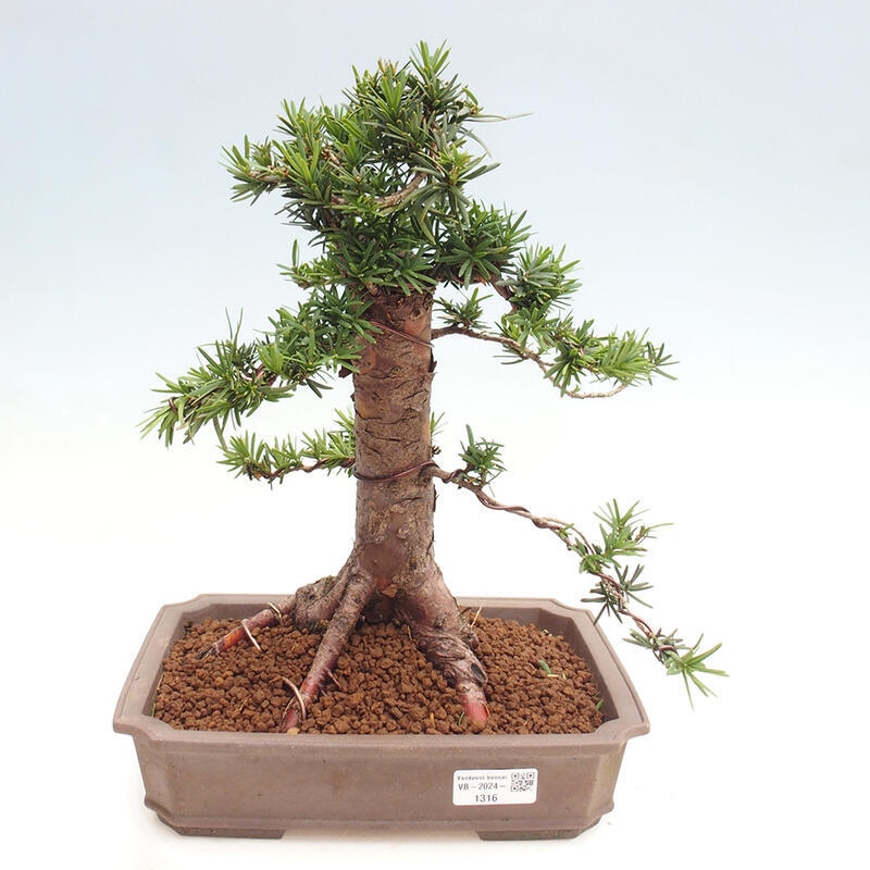 Vonkajší bonsai - Taxus cuspidata - Tis japonský