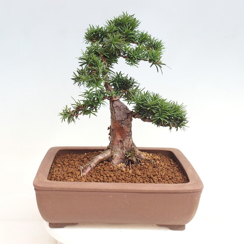 Vonkajší bonsai - Taxus cuspidata - Tis japonský