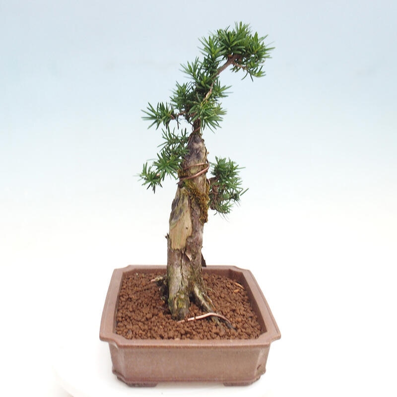 Vonkajší bonsai - Taxus cuspidata - Tis japonský