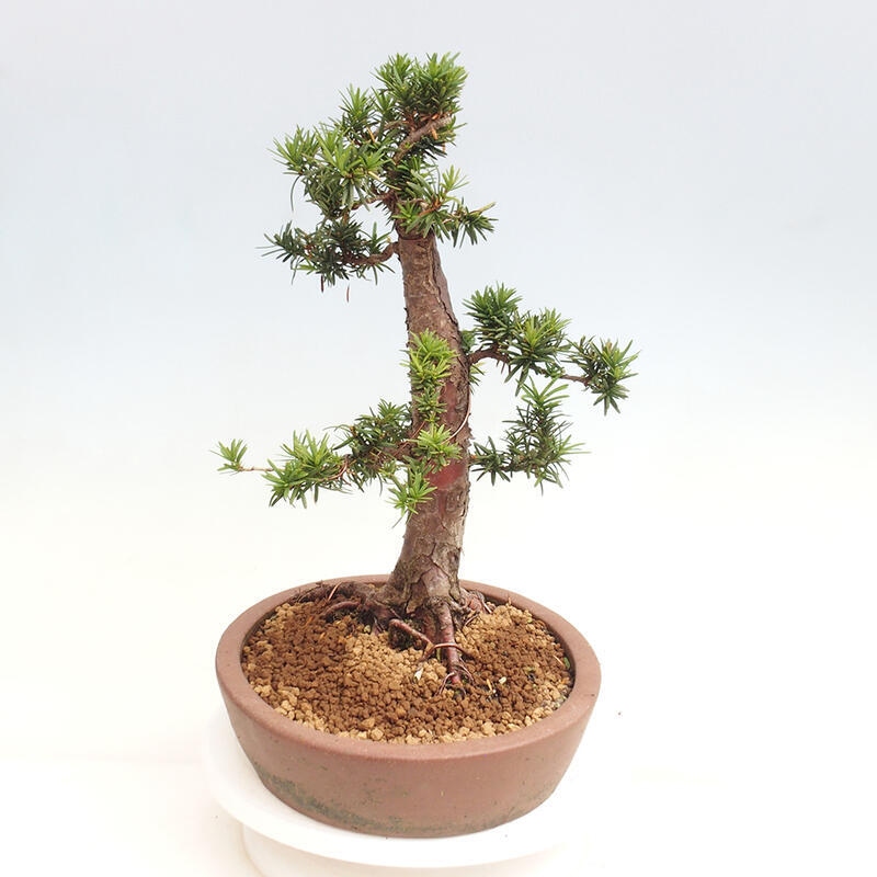 Vonkajší bonsai - Taxus cuspidata - Tis japonský