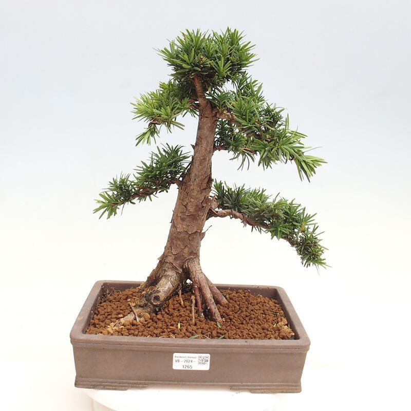 Vonkajší bonsai - Taxus cuspidata - Tis japonský