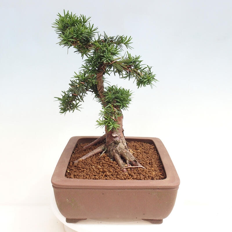 Vonkajší bonsai - Taxus cuspidata - Tis japonský