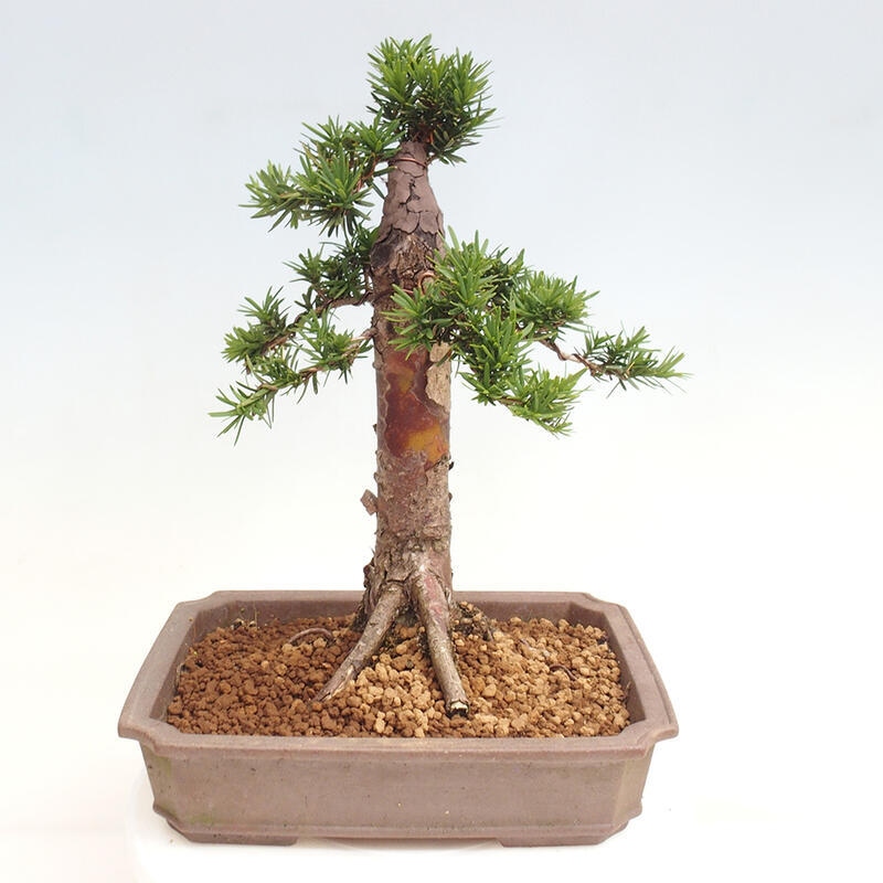 Vonkajší bonsai - Taxus cuspidata - Tis japonský