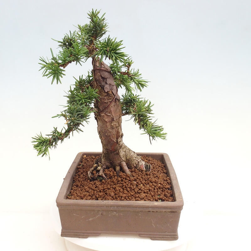 Vonkajší bonsai - Taxus cuspidata - Tis japonský