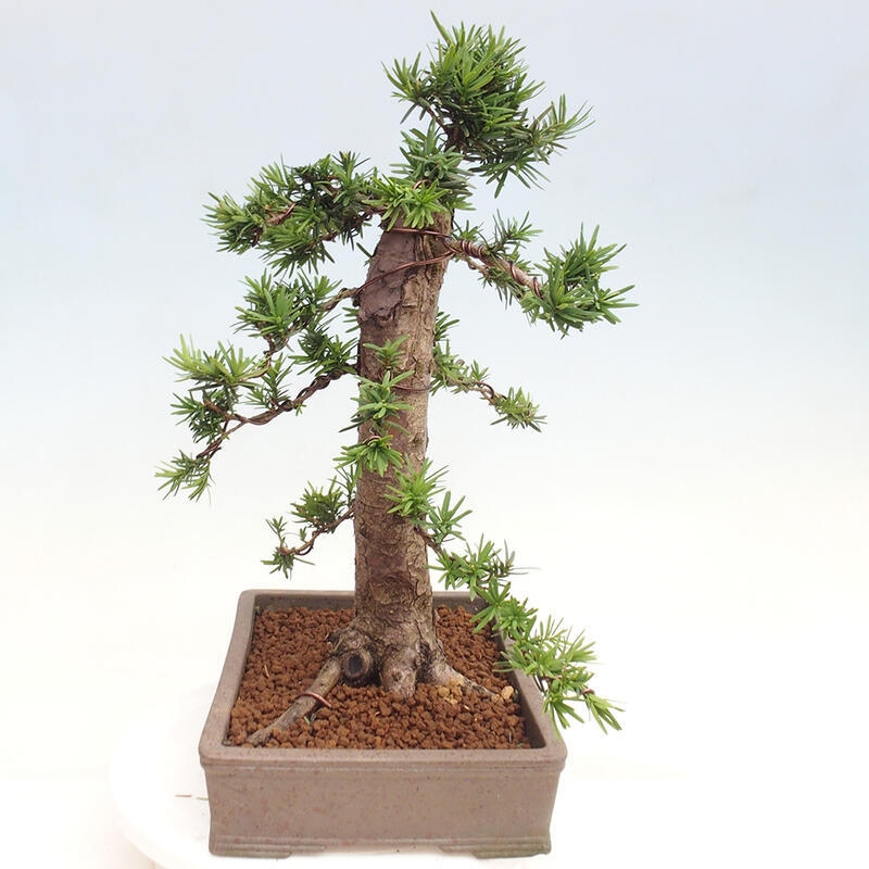 Vonkajší bonsai - Taxus cuspidata - Tis japonský