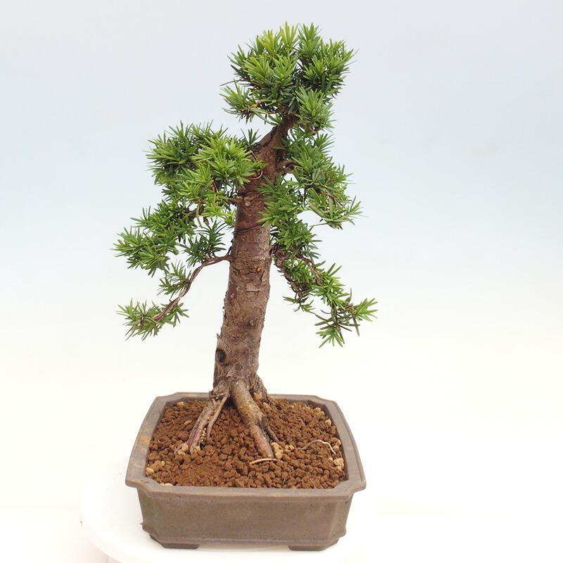 Vonkajší bonsai - Taxus cuspidata - Tis japonský