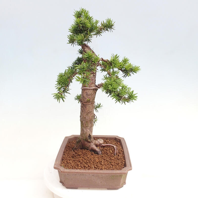 Vonkajší bonsai - Taxus cuspidata - Tis japonský