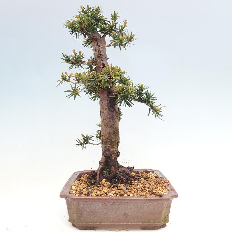 Vonkajší bonsai - Taxus cuspidata - Tis japonský