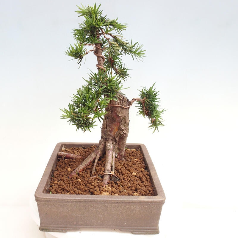 Vonkajší bonsai - Taxus cuspidata - Tis japonský