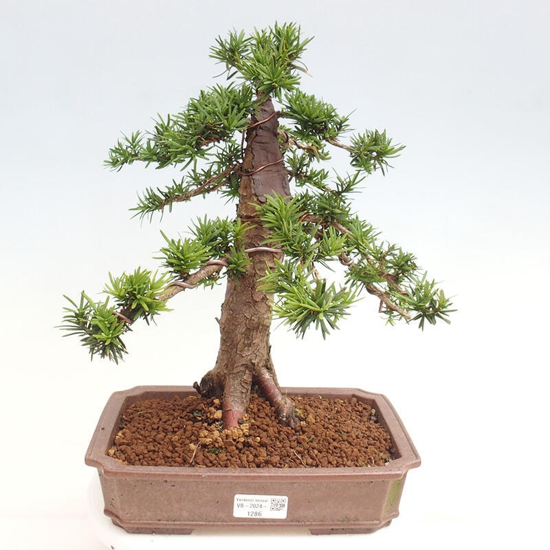 Vonkajší bonsai - Taxus cuspidata - Tis japonský