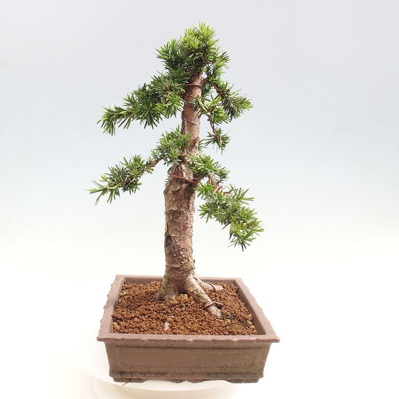 Vonkajší bonsai - Taxus cuspidata - Tis japonský