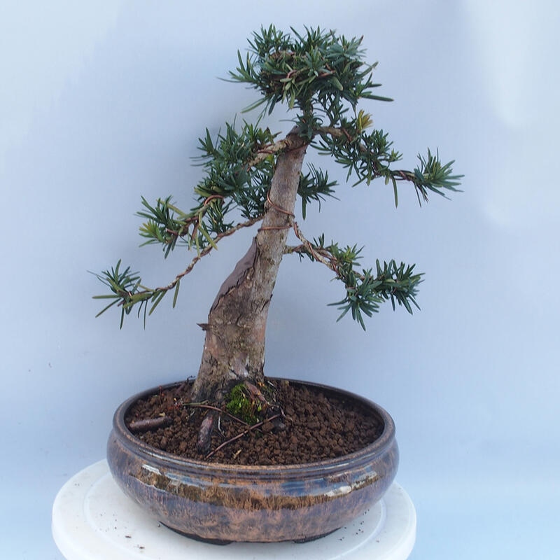 Vonkajší bonsai - Taxus cuspidata - Tis japonský