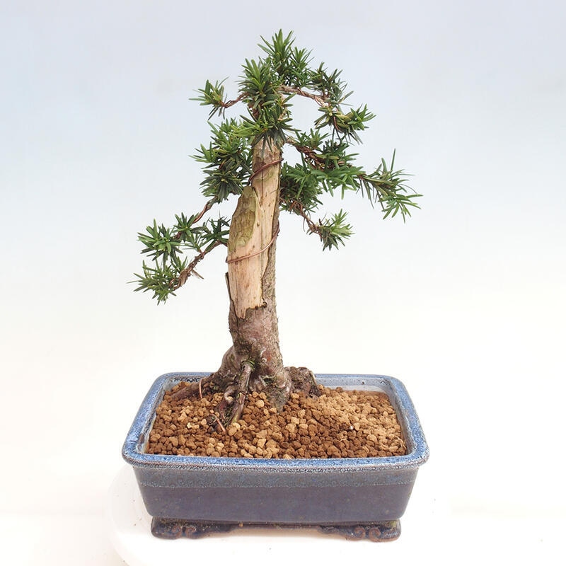 Vonkajší bonsai - Taxus cuspidata - Tis japonský