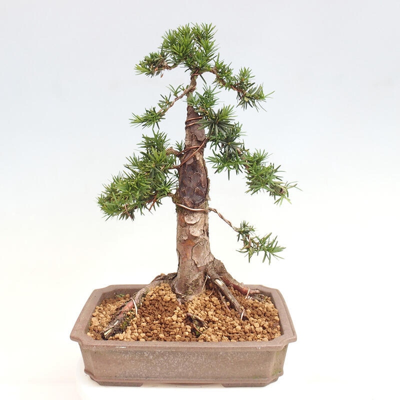 Vonkajší bonsai - Taxus cuspidata - Tis japonský