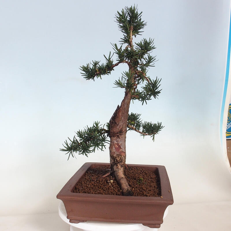 Vonkajší bonsai - Taxus cuspidata - Tis japonský