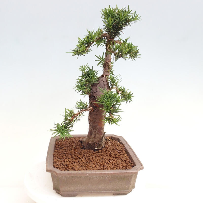 Vonkajší bonsai - Taxus cuspidata - Tis japonský