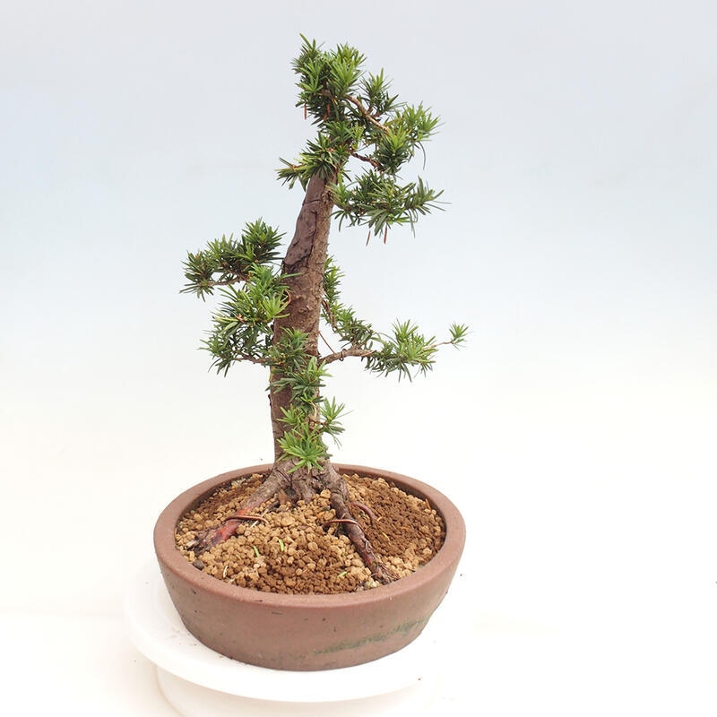 Vonkajší bonsai - Taxus cuspidata - Tis japonský