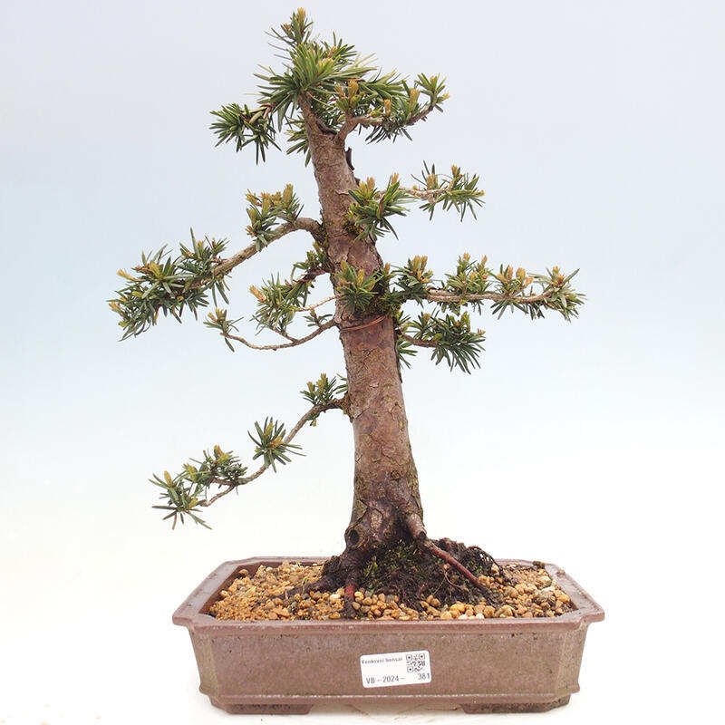 Vonkajší bonsai - Taxus cuspidata - Tis japonský