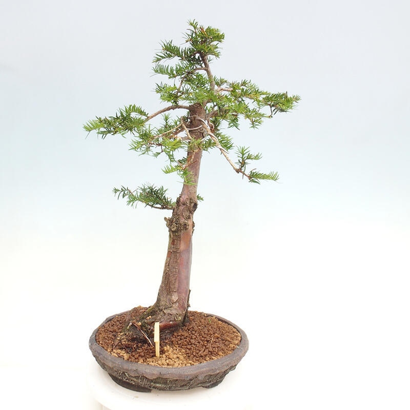 Vonkajší bonsai - Taxus cuspidata - Tis japonský