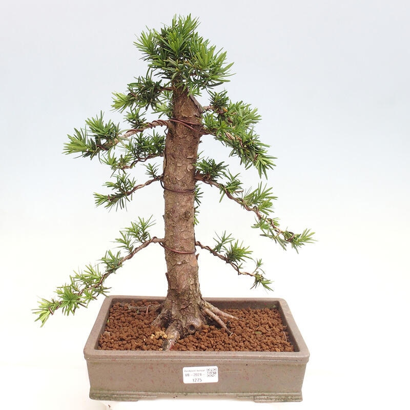 Vonkajší bonsai - Taxus cuspidata - Tis japonský