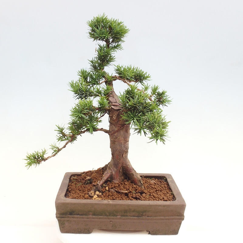 Vonkajší bonsai - Taxus cuspidata - Tis japonský