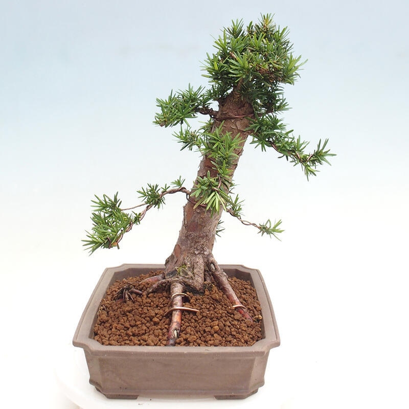 Vonkajší bonsai - Taxus cuspidata - Tis japonský