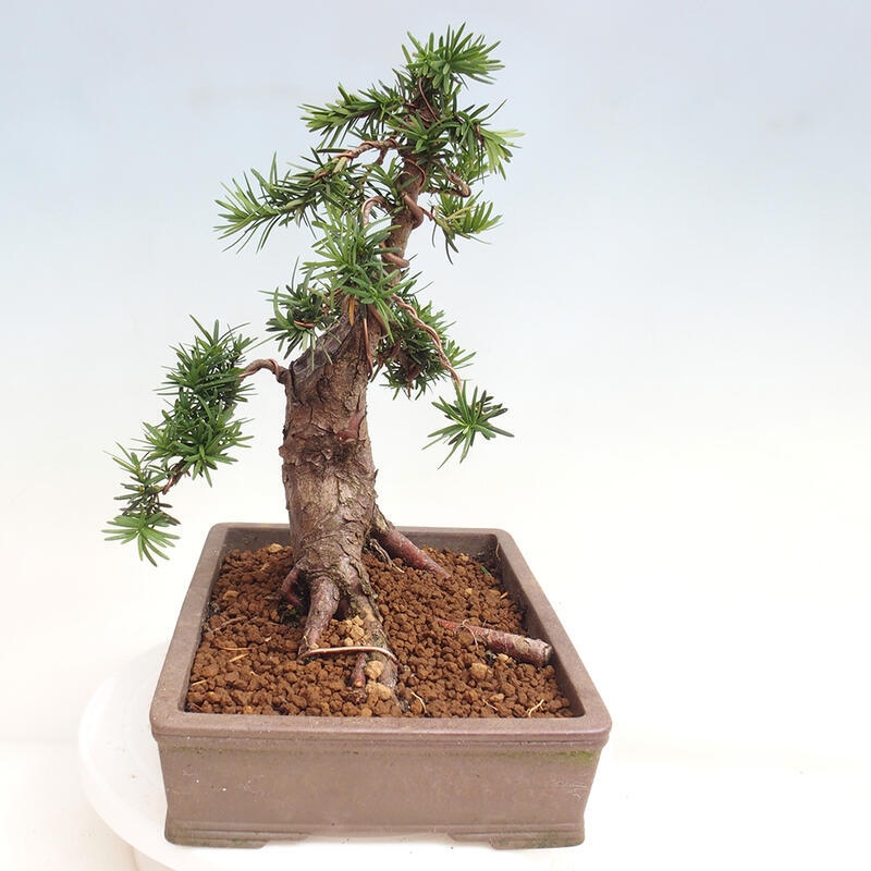 Vonkajší bonsai - Taxus cuspidata - Tis japonský