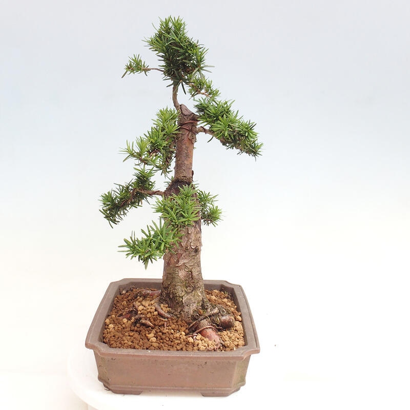 Vonkajší bonsai - Taxus cuspidata - Tis japonský