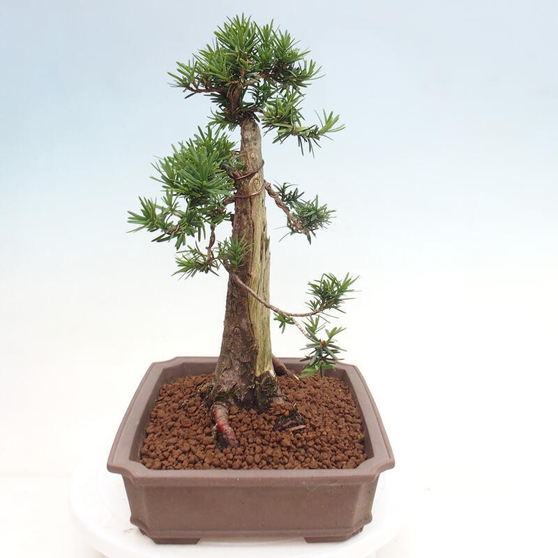 Vonkajší bonsai - Taxus cuspidata - Tis japonský