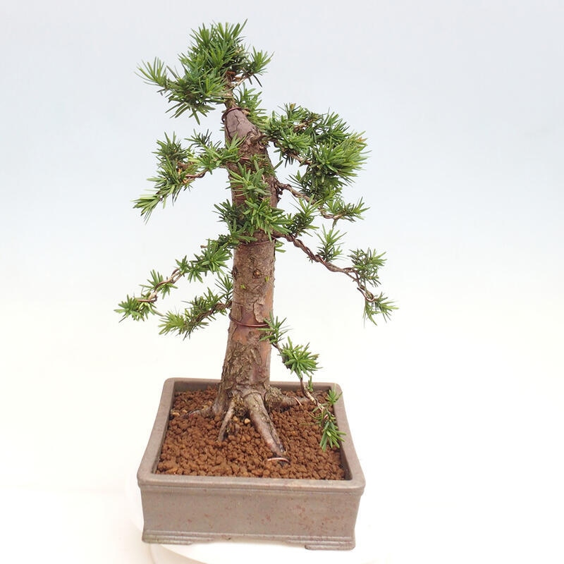 Vonkajší bonsai - Taxus cuspidata - Tis japonský