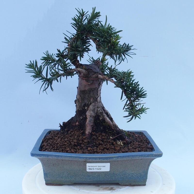 Vonkajší bonsai - Taxus cuspidata - Tis japonský