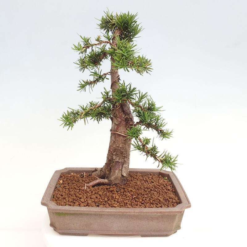 Vonkajší bonsai - Taxus cuspidata - Tis japonský