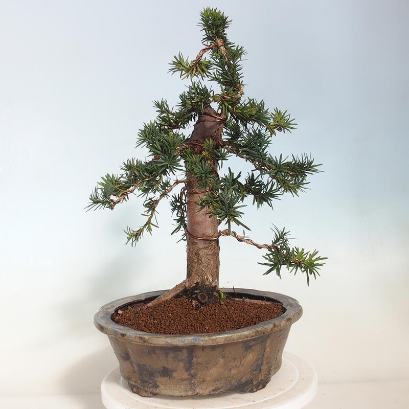 Vonkajší bonsai - Taxus cuspidata - Tis japonský