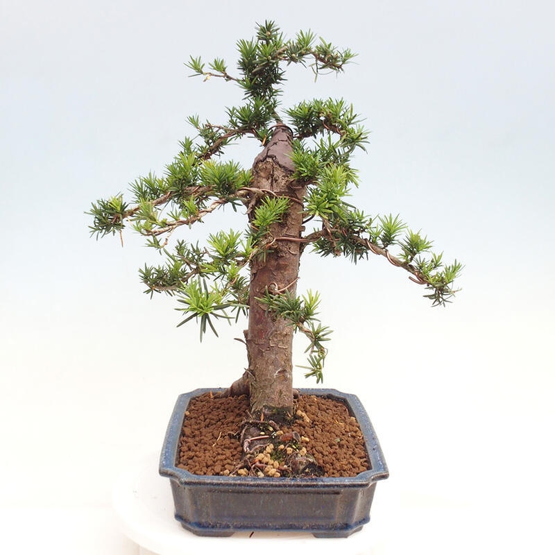 Vonkajší bonsai - Taxus cuspidata - Tis japonský