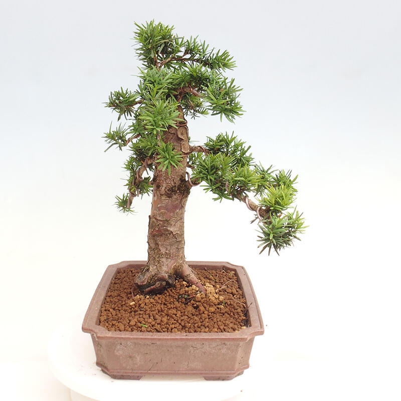 Vonkajší bonsai - Taxus cuspidata - Tis japonský