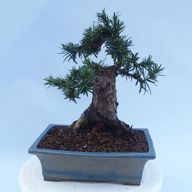 Vonkajší bonsai - Taxus cuspidata - Tis japonský