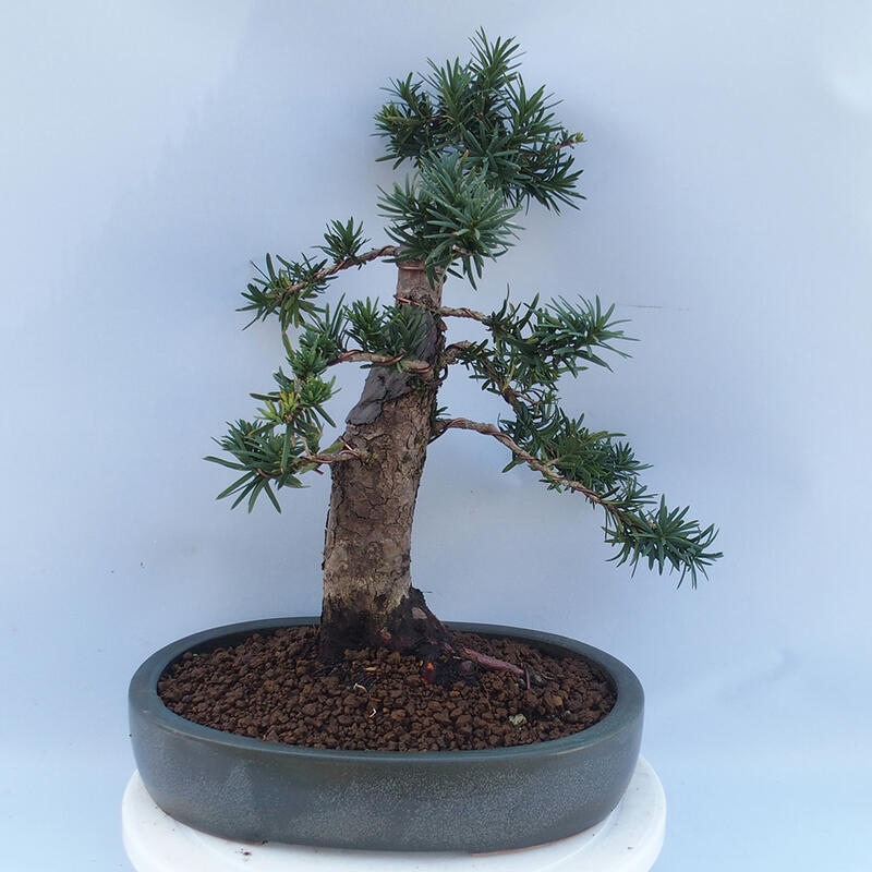 Vonkajší bonsai - Taxus cuspidata - Tis japonský